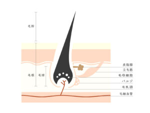 毛根の構造